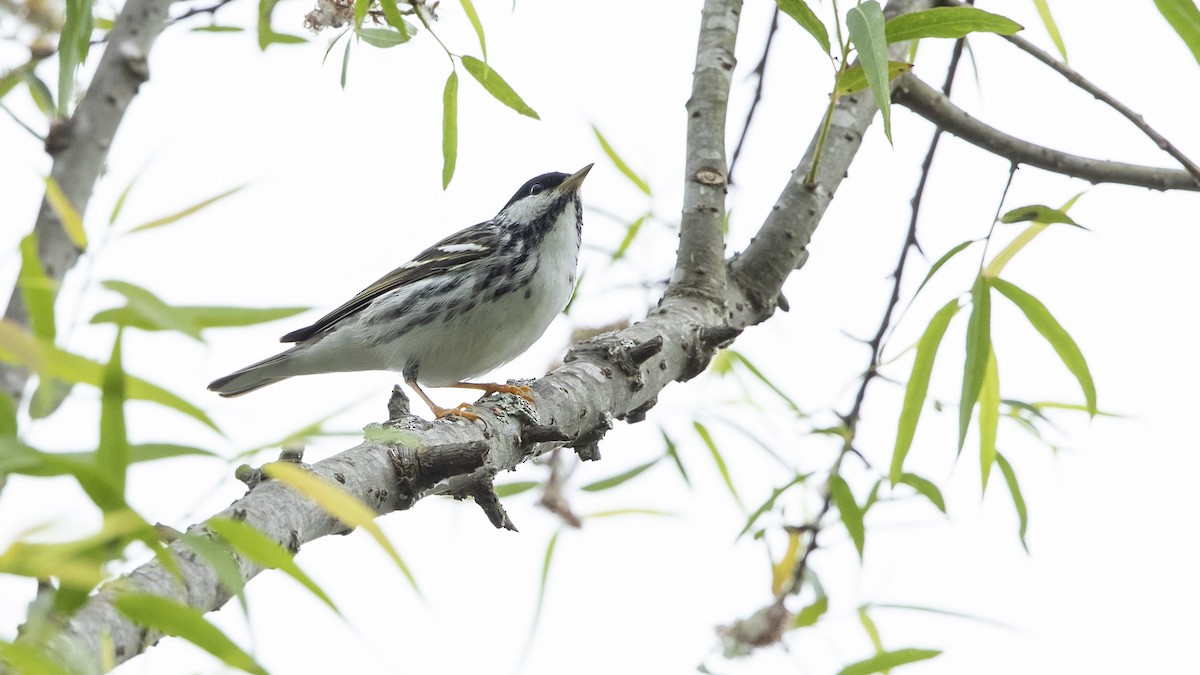 Blackpoll Warbler - ML568932941