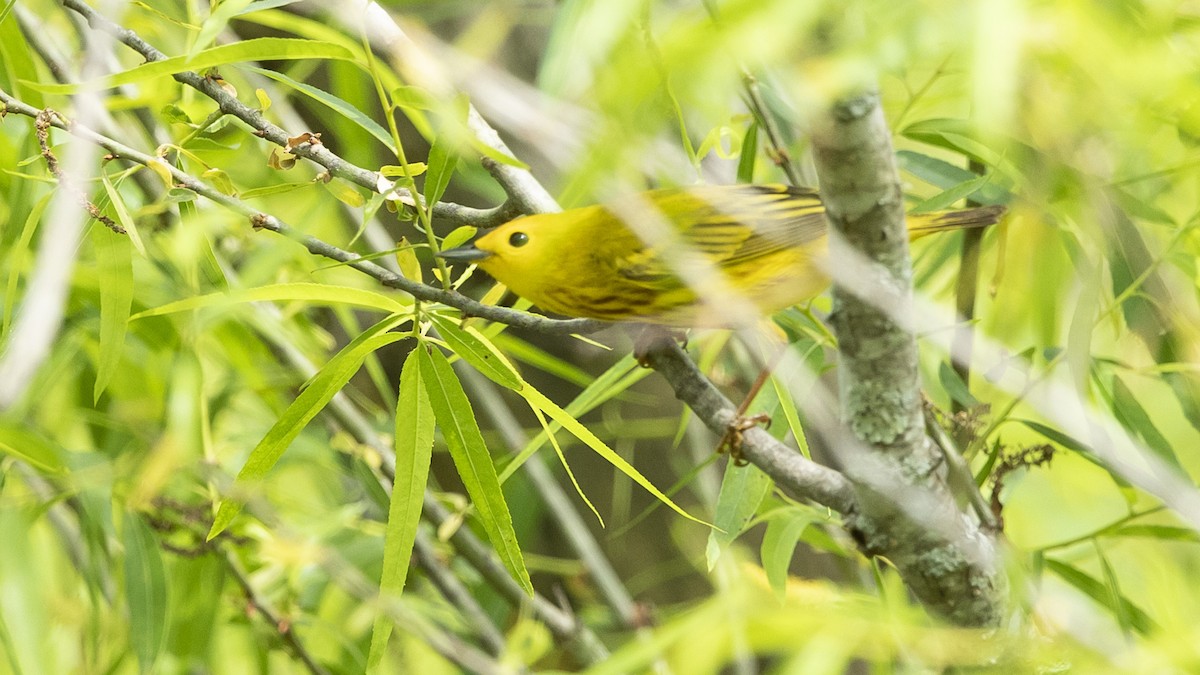 Yellow Warbler - ML568933101