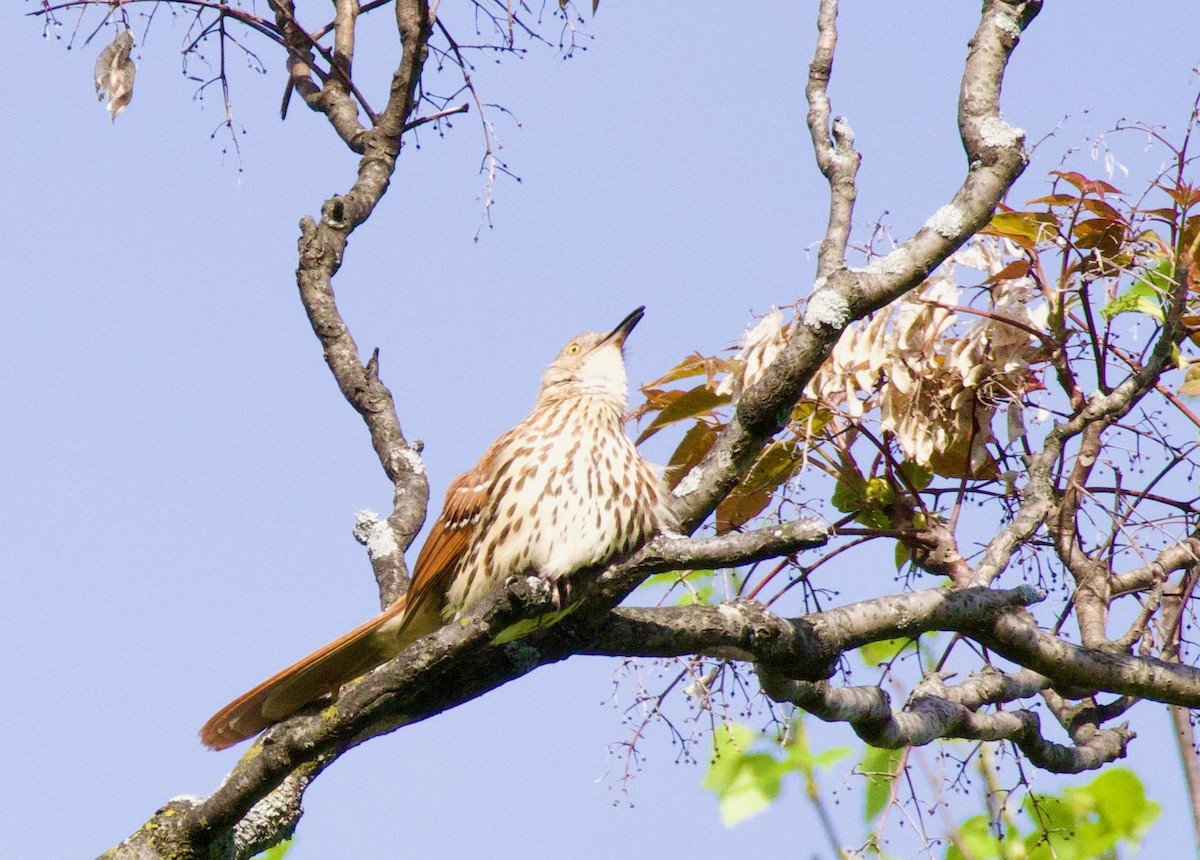 Brown Thrasher - ML568935261