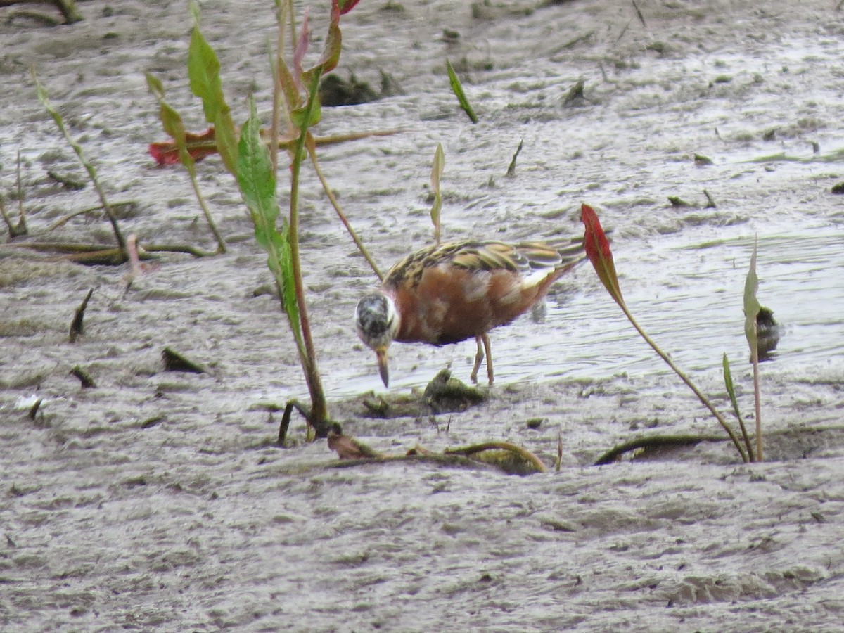 Phalarope à bec large - ML56893551