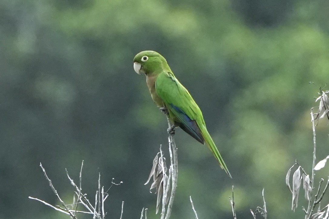 Olive-throated Parakeet (Jamaican) - ML568935591