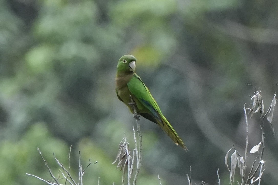 Olive-throated Parakeet (Jamaican) - ML568935601