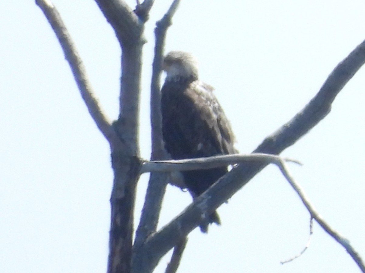 Bald Eagle - Brenda Aburto