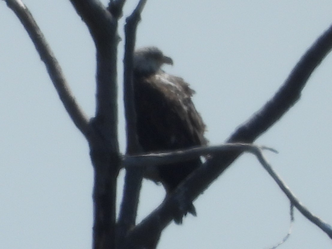 Bald Eagle - ML568935721