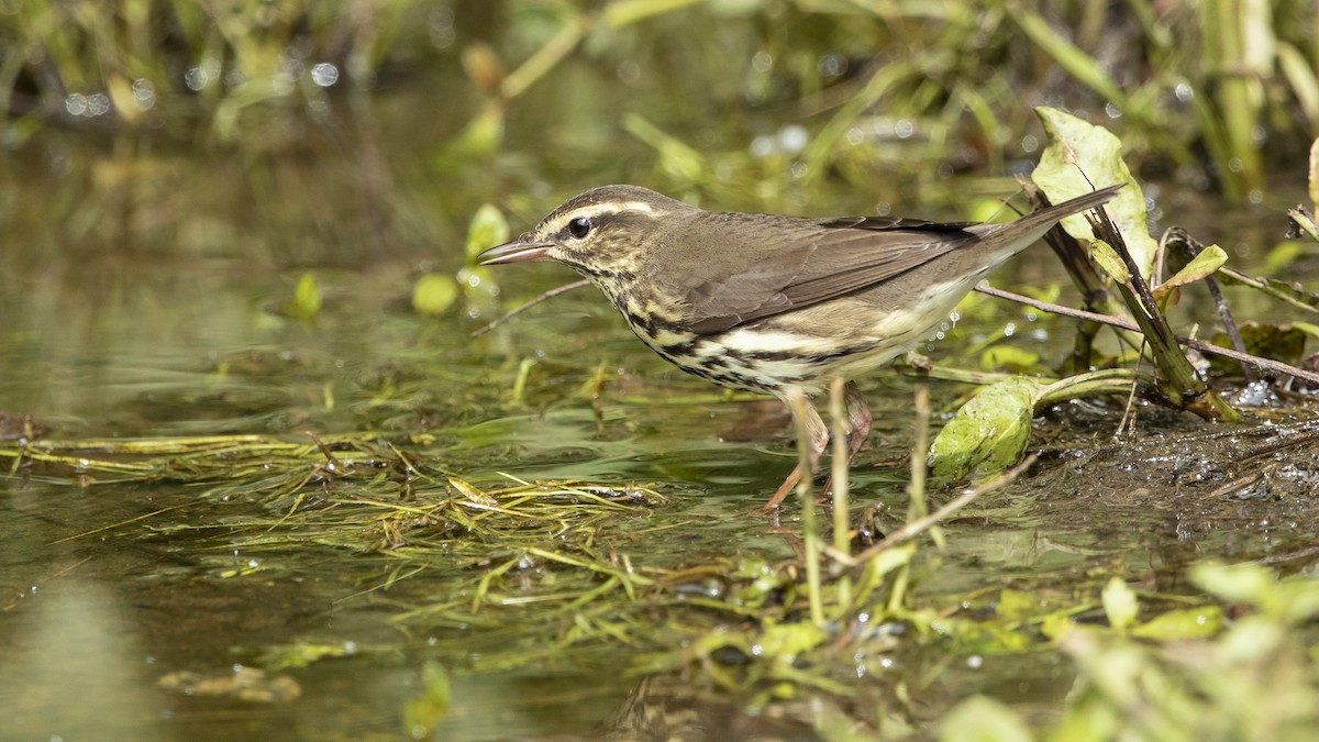 Northern Waterthrush - ML568936001