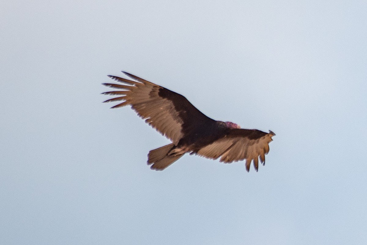 Turkey Vulture - ML568936841