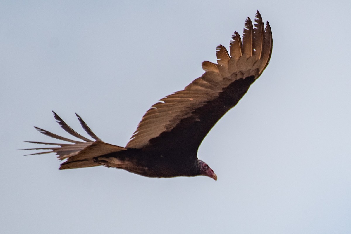 Turkey Vulture - ML568936851