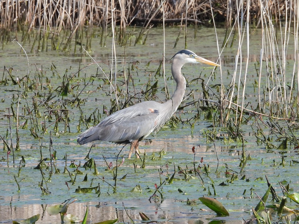 Great Blue Heron - ML568937541