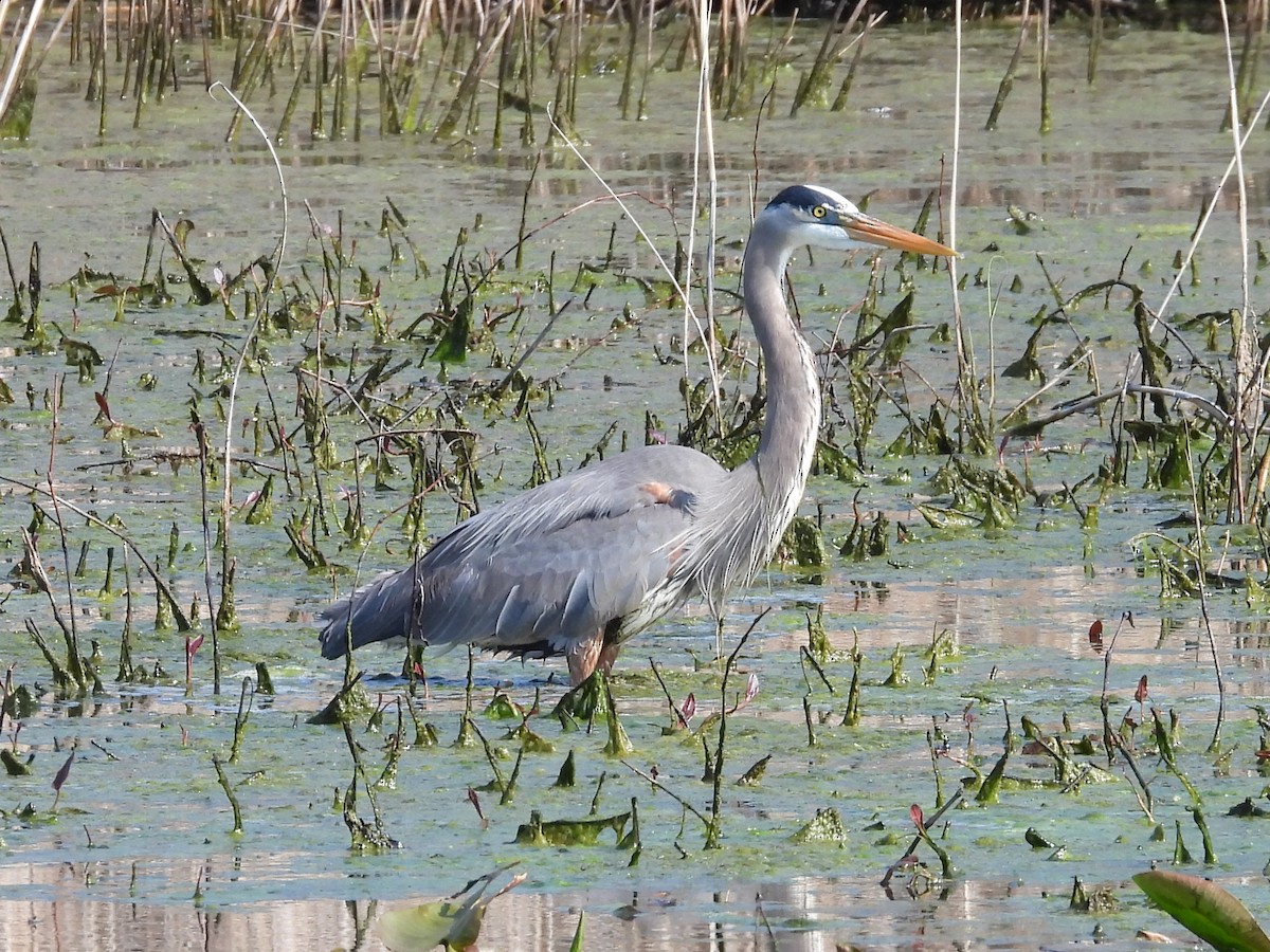 Great Blue Heron - ML568937551