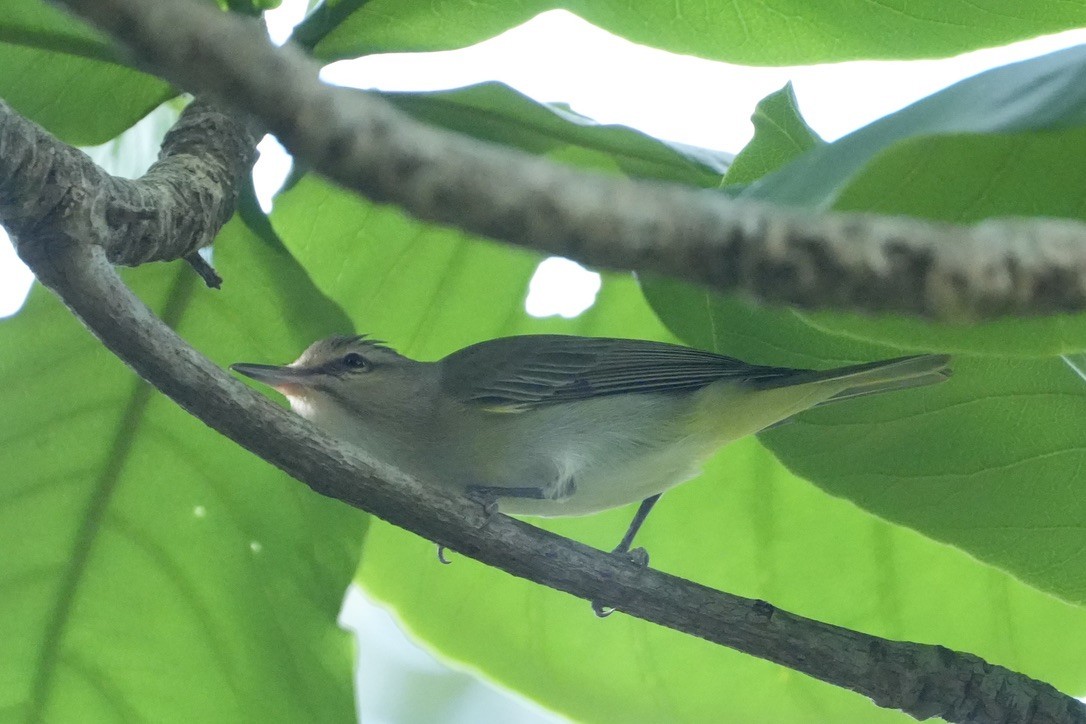 Black-whiskered Vireo - Paul Klerks