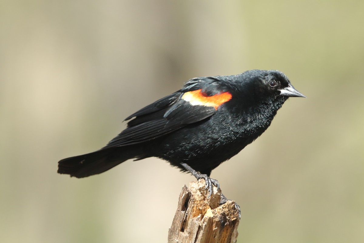 Red-winged Blackbird - ML568938081