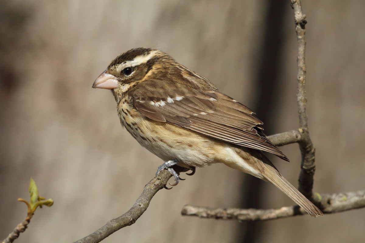 Rose-breasted Grosbeak - ML568938161