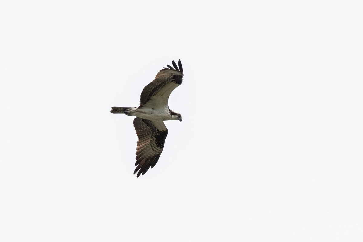 Osprey - ML568938391