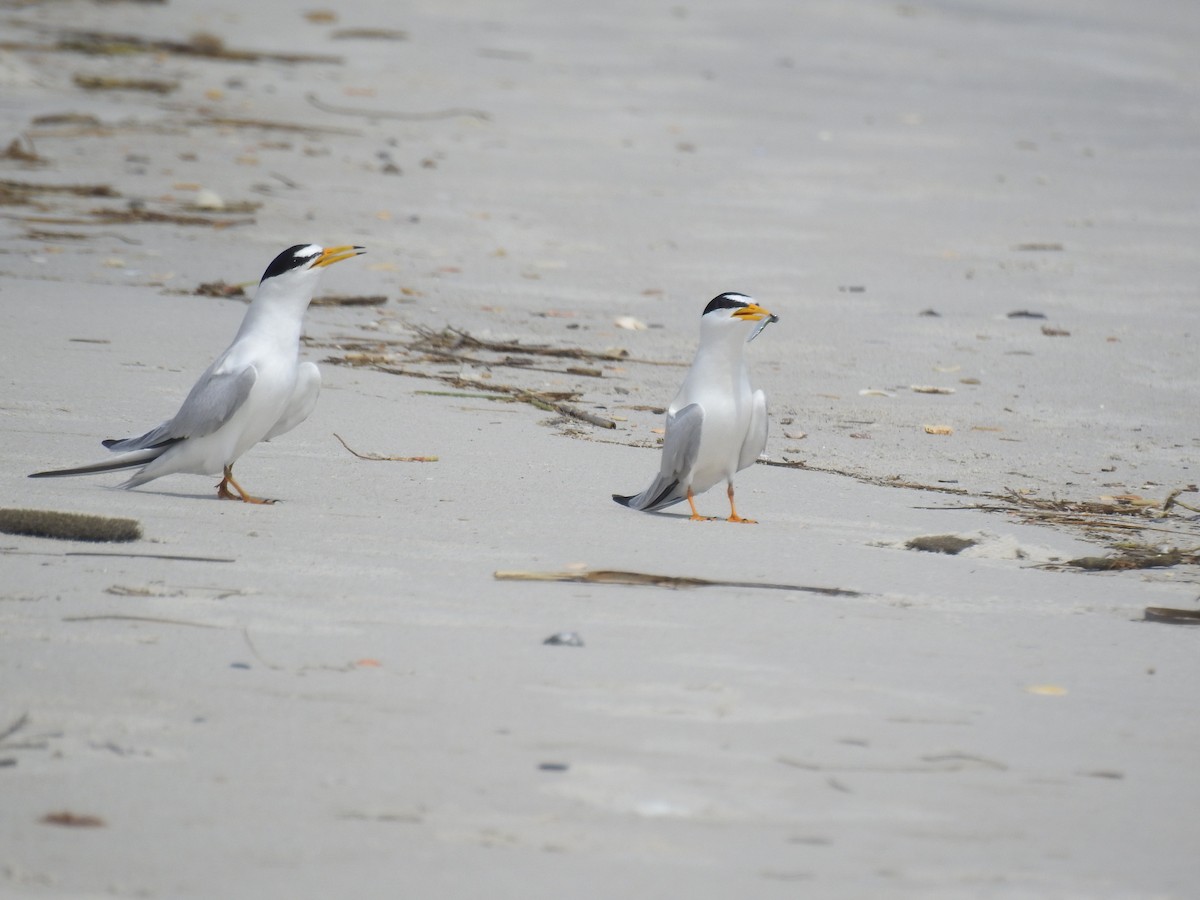 Least Tern - Alex Trifunovic