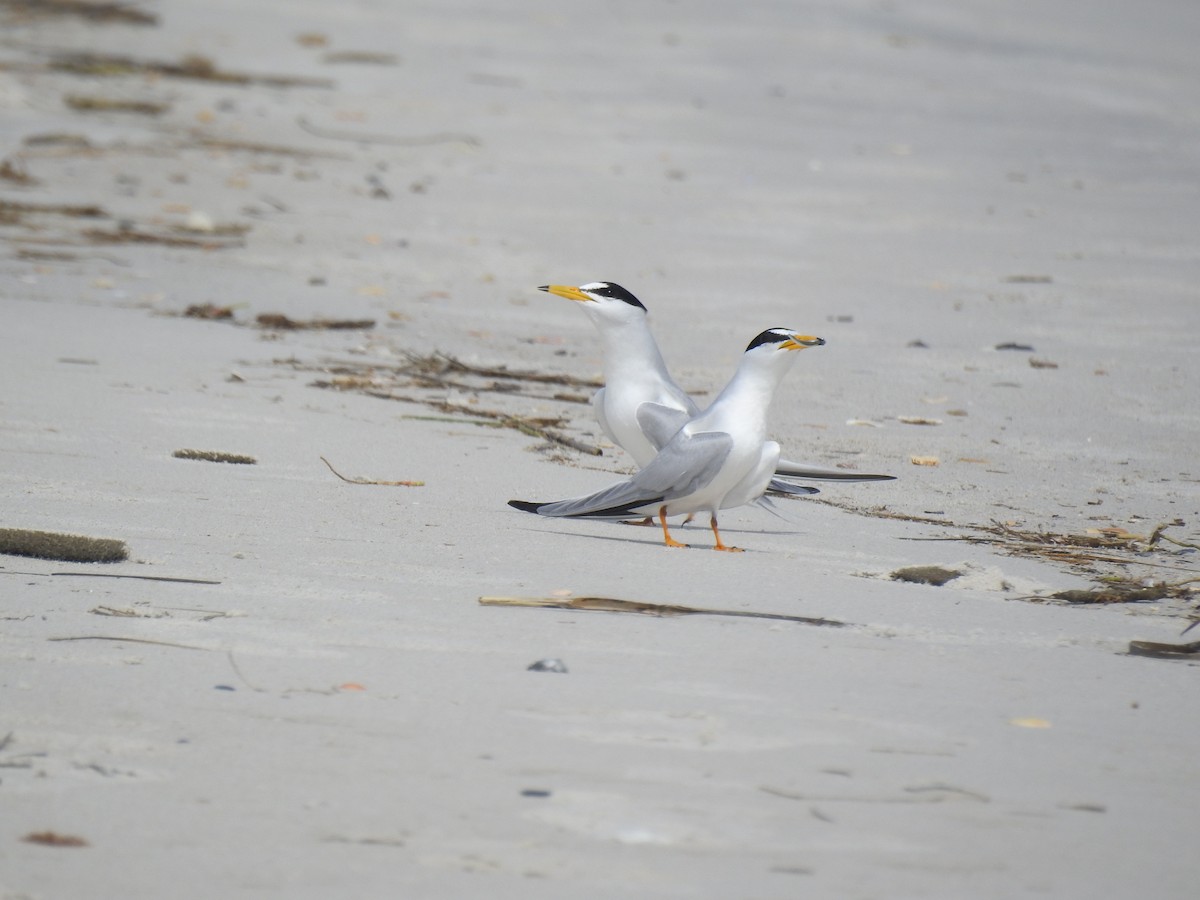 Least Tern - Alex Trifunovic