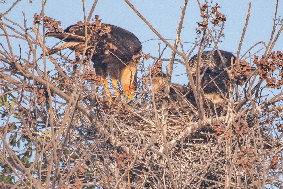 Caracara huppé - ML568939541