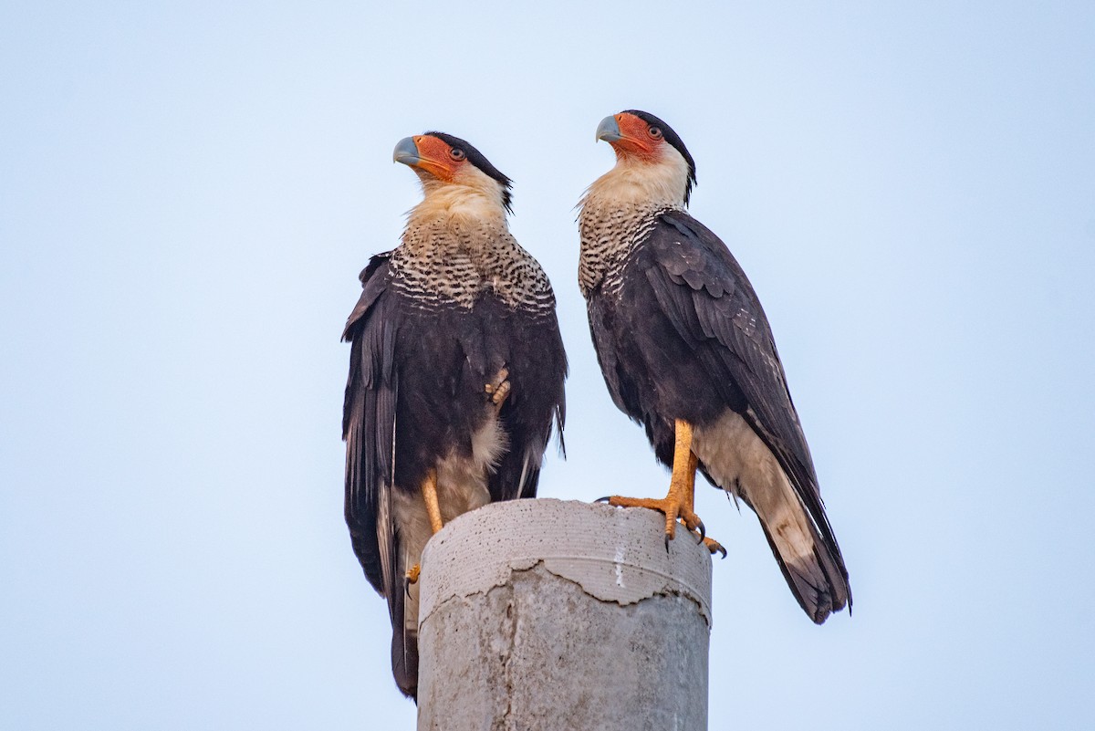 Crested Caracara - ML568939561