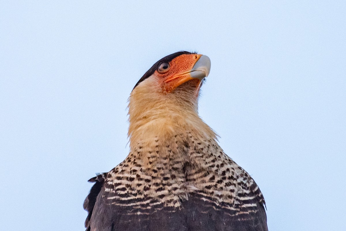 Caracara huppé - ML568939571