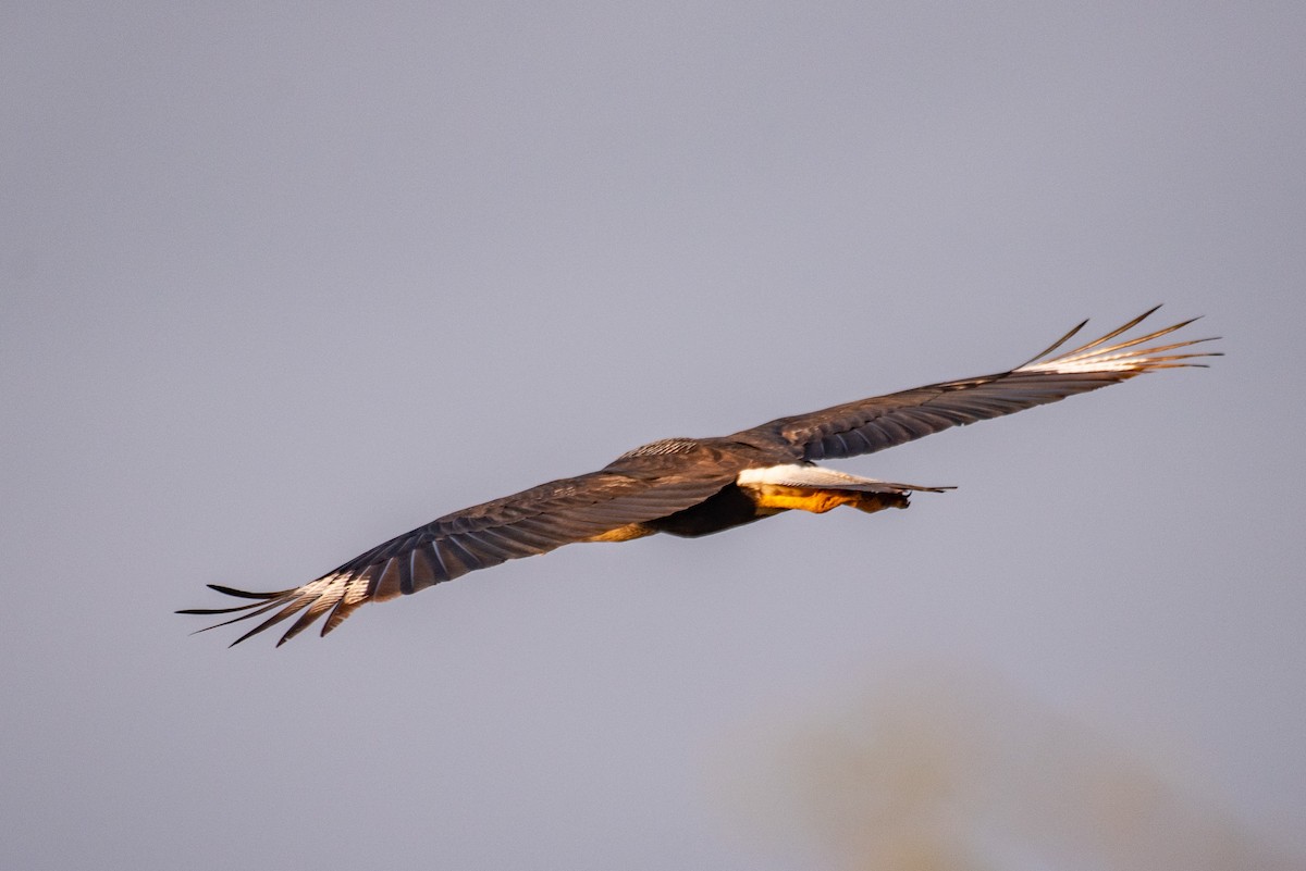 Crested Caracara - ML568939601