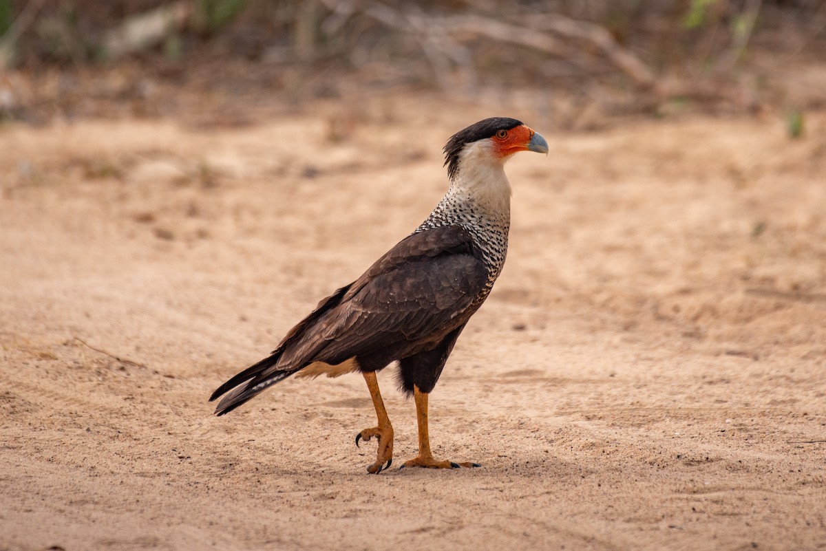 Crested Caracara - louis bijlmakers