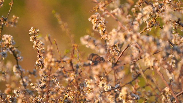 Greater Whitethroat - ML568941331