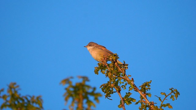 Greater Whitethroat - ML568941351