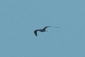 Sooty Tern - ML568942061