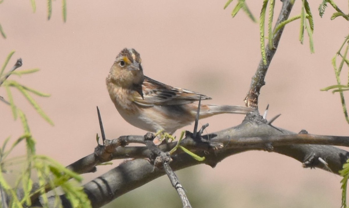 Grasshopper Sparrow - ML568942361