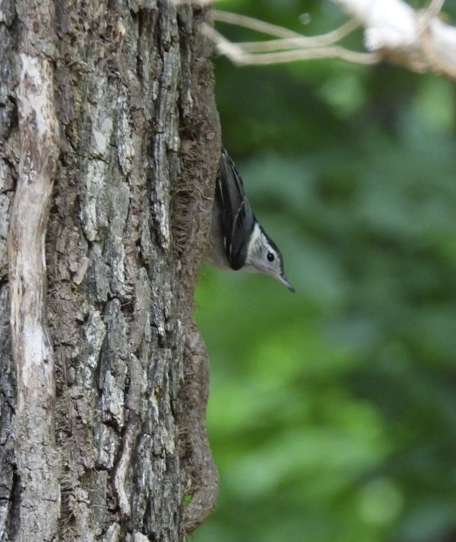 White-breasted Nuthatch - ML568942411