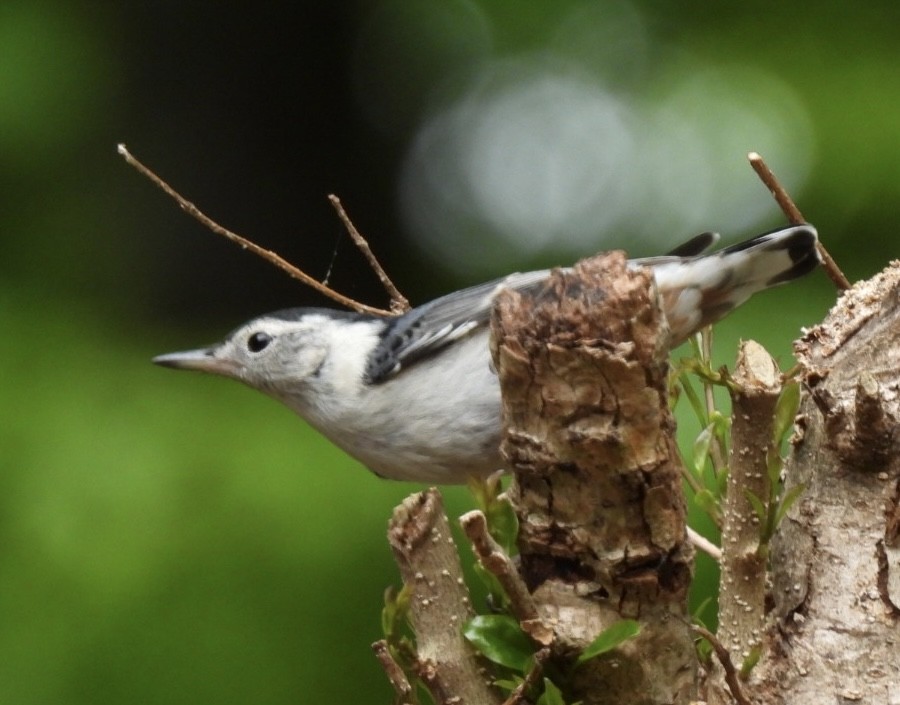 White-breasted Nuthatch - ML568942451
