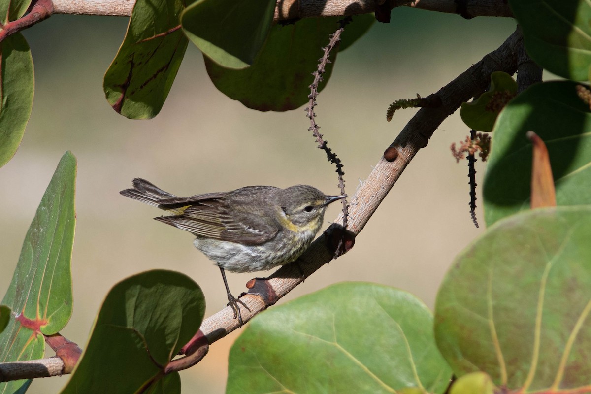 Cape May Warbler - ML568942881