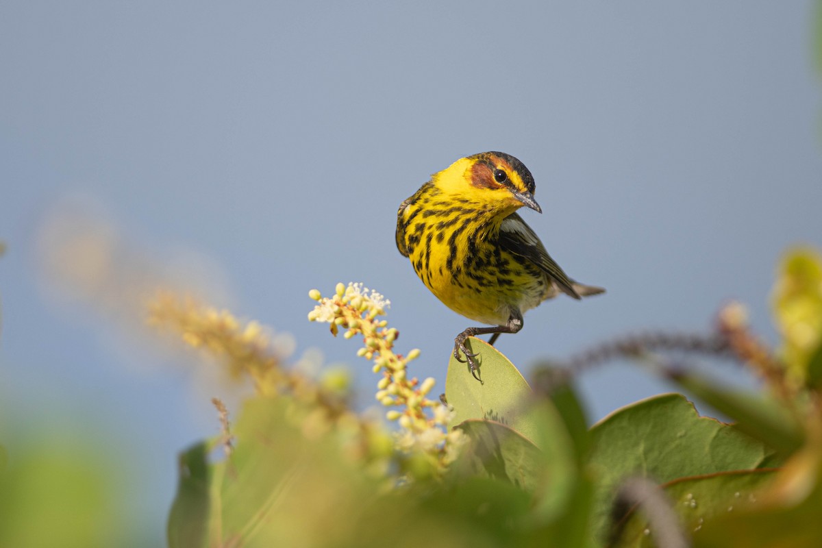 Cape May Warbler - ML568942891