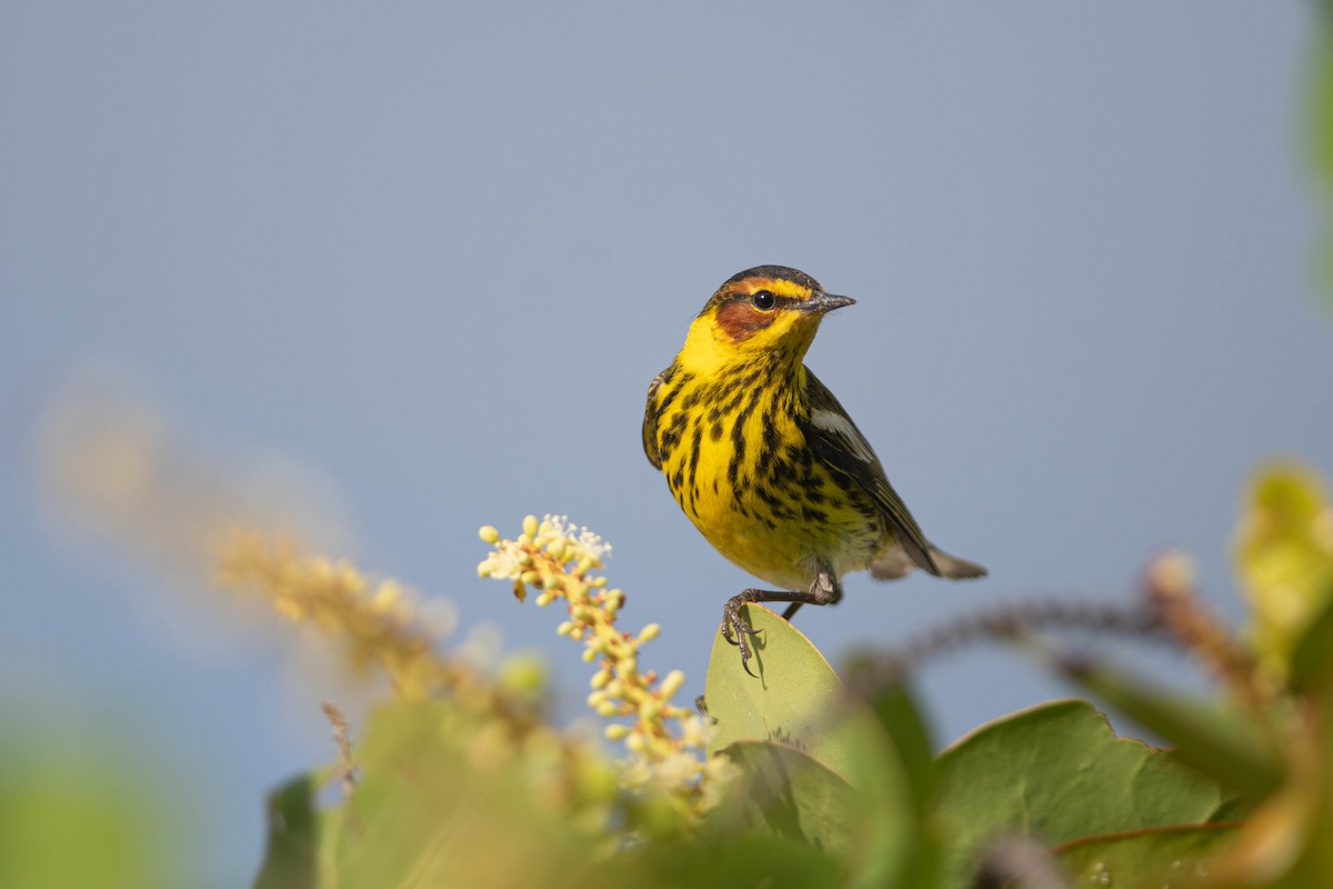 Cape May Warbler - ML568942901