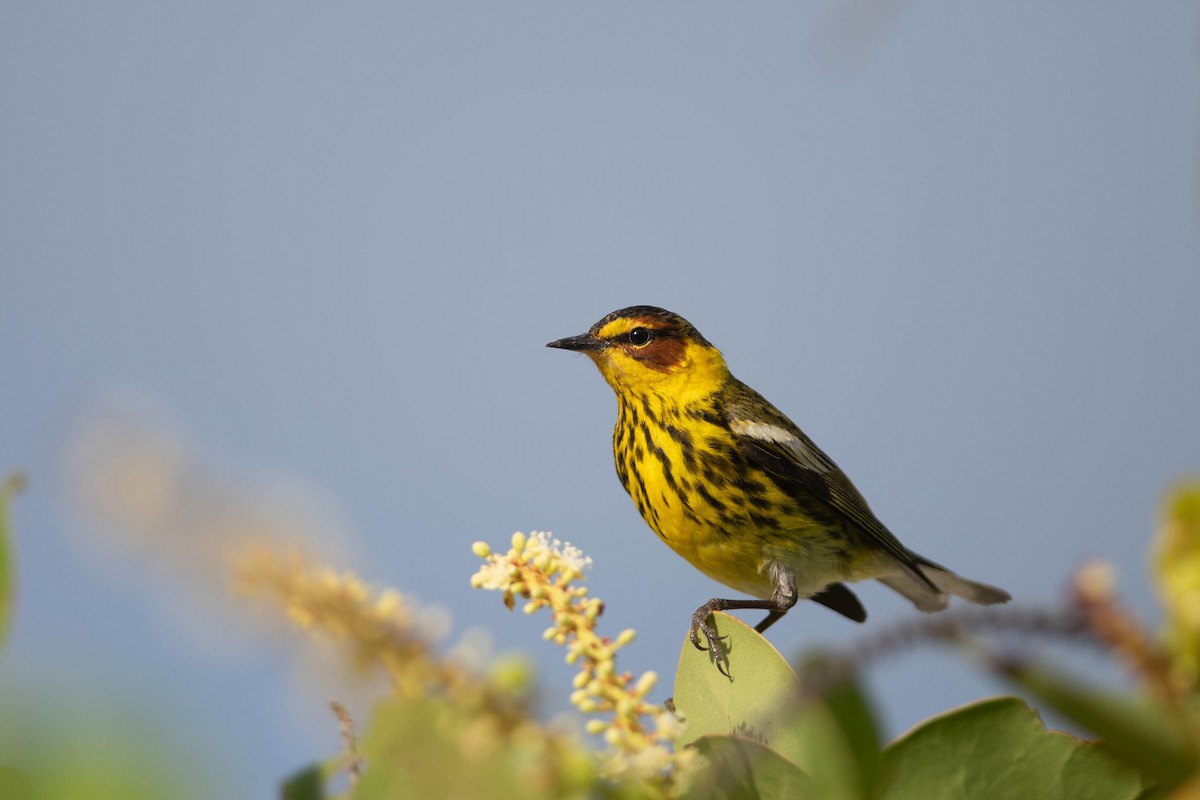 Cape May Warbler - ML568942911