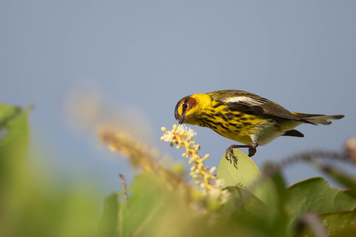 Cape May Warbler - ML568942921