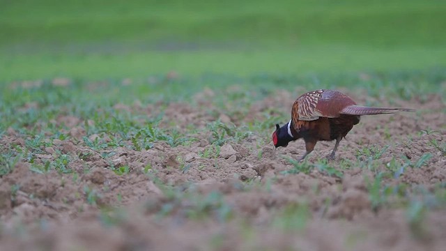 Ring-necked Pheasant - ML568943631