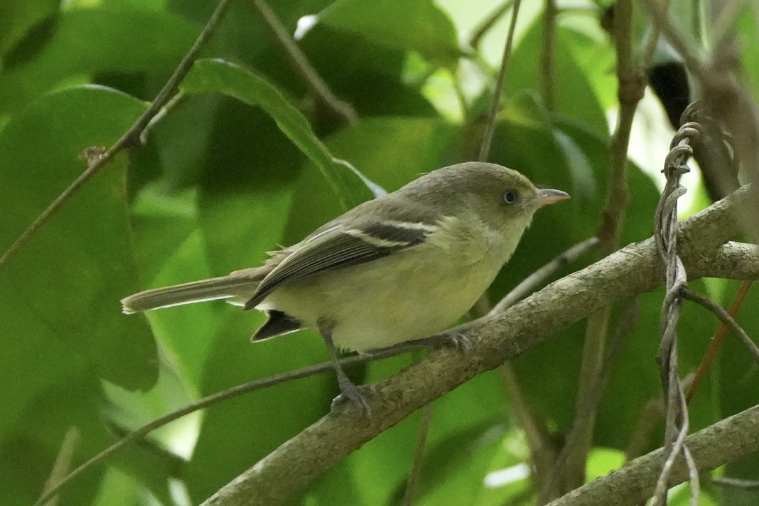 Jamaican Vireo - ML568944021