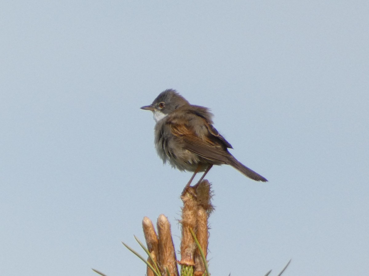 Greater Whitethroat - ML568944911