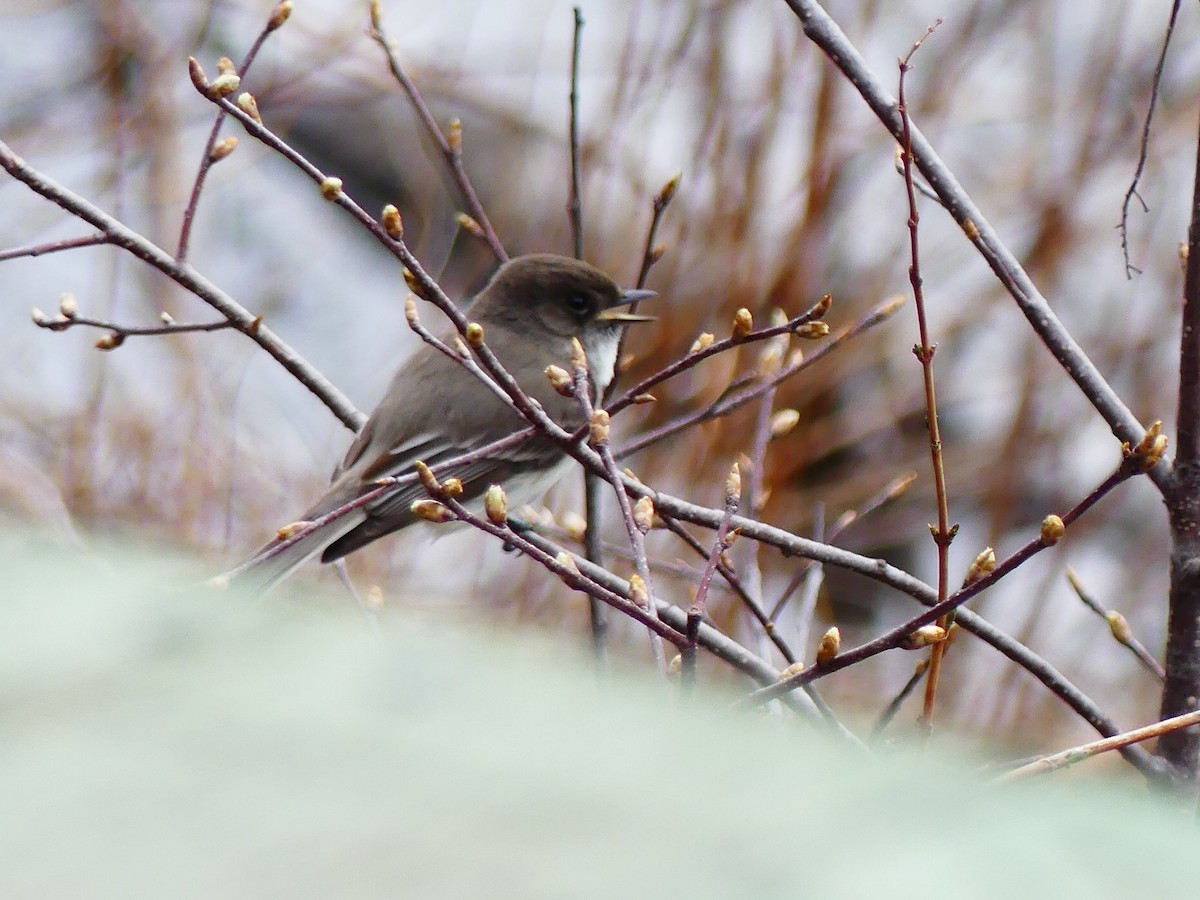 Eastern Phoebe - Jacynthe Fortin