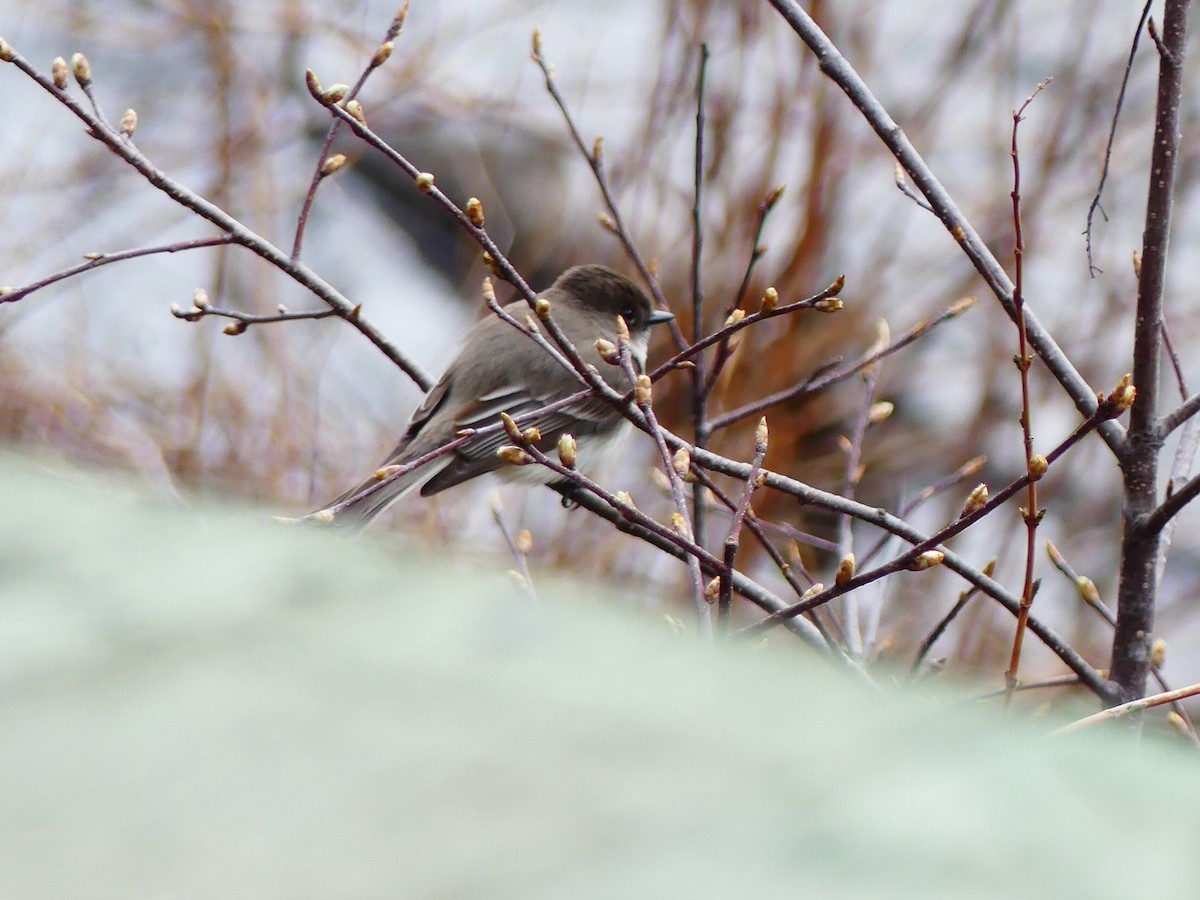 Eastern Phoebe - Jacynthe Fortin