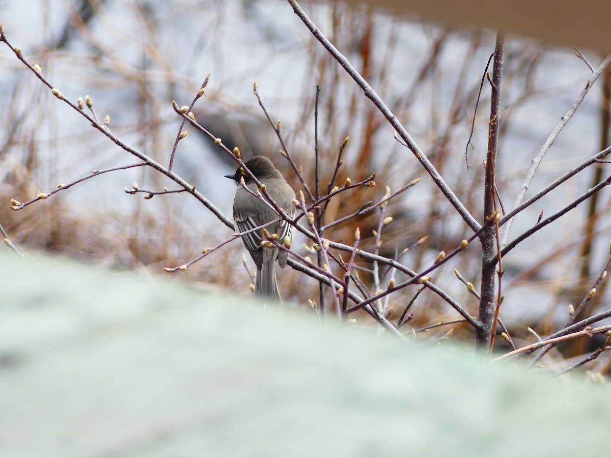 Eastern Phoebe - Jacynthe Fortin