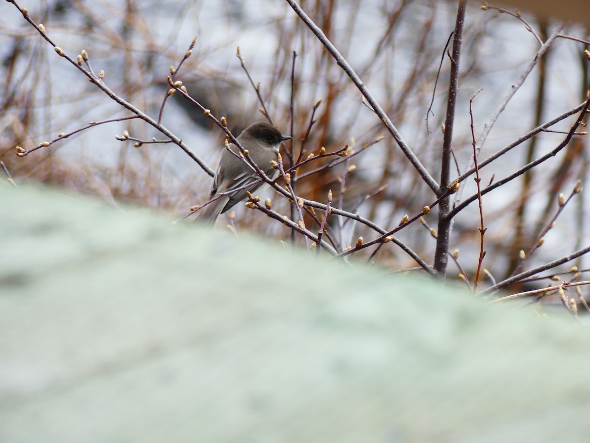 Eastern Phoebe - Jacynthe Fortin