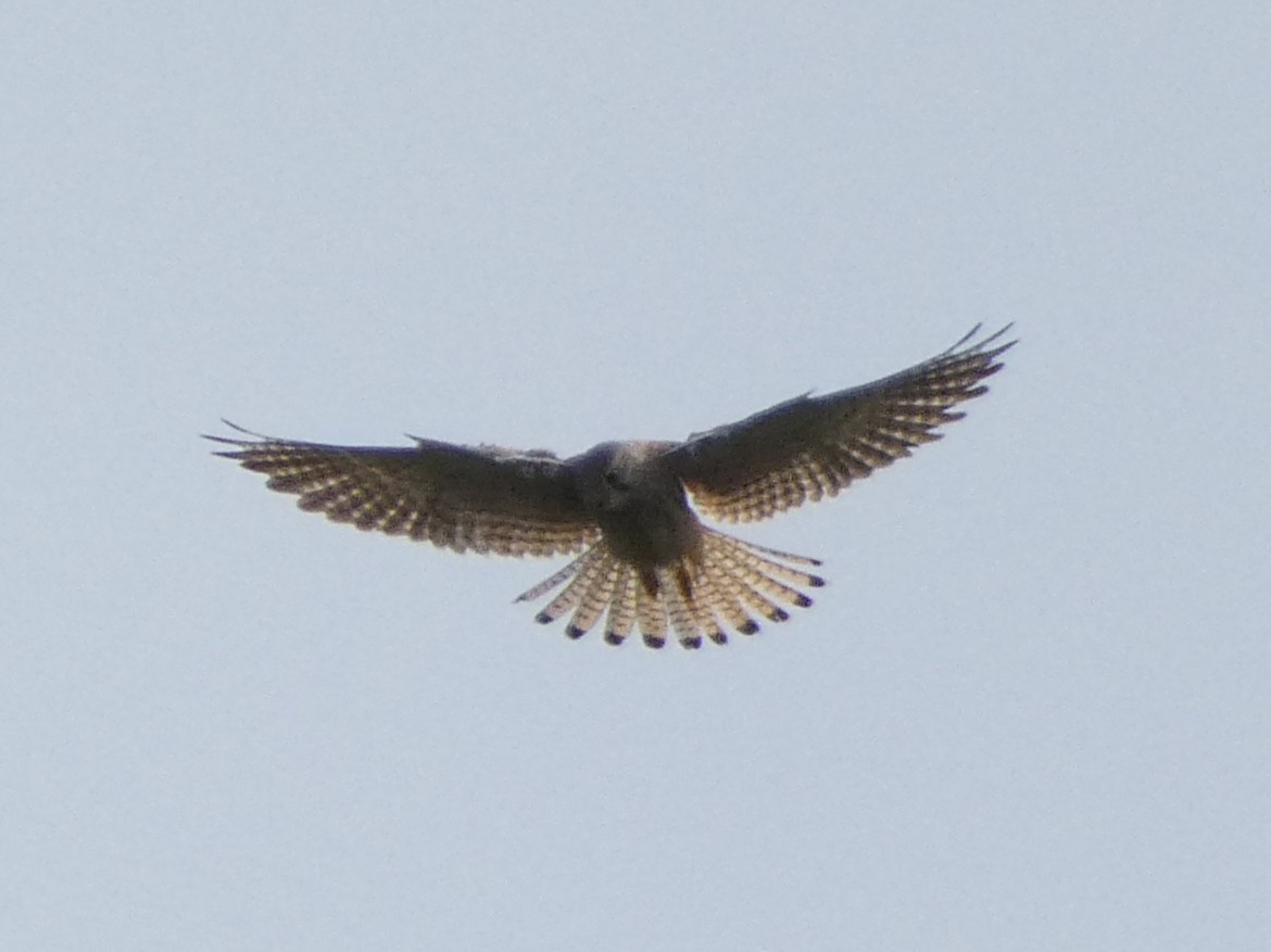 Eurasian Kestrel - ML568945381