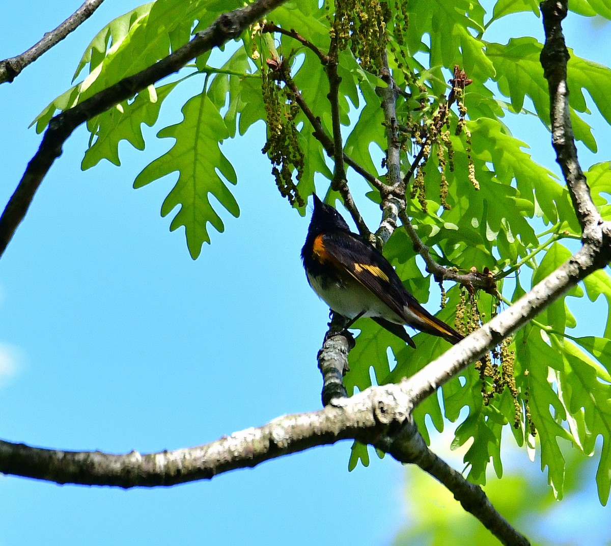 American Redstart - ML568945541