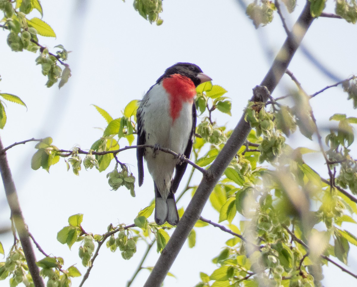 Rose-breasted Grosbeak - ML568946741
