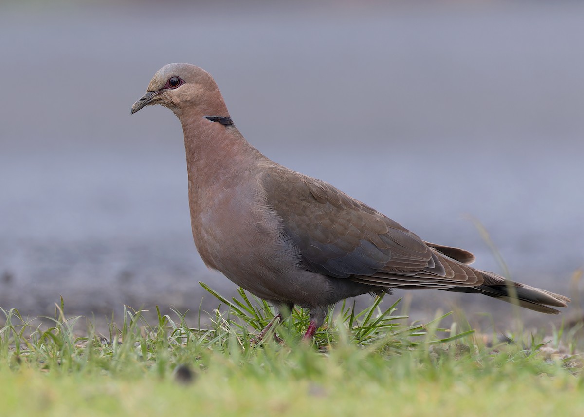 Red-eyed Dove - ML568947811