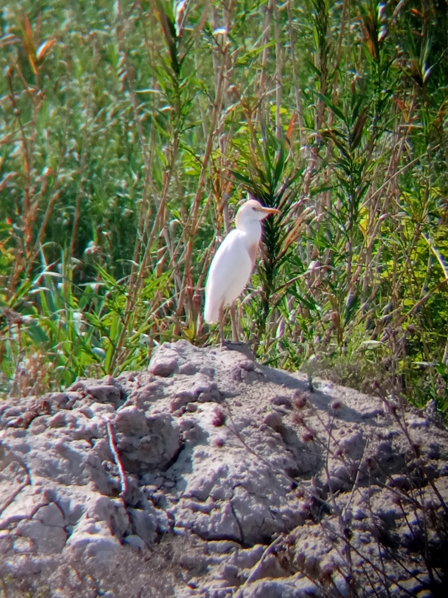 Western Cattle Egret - Elman İmanov