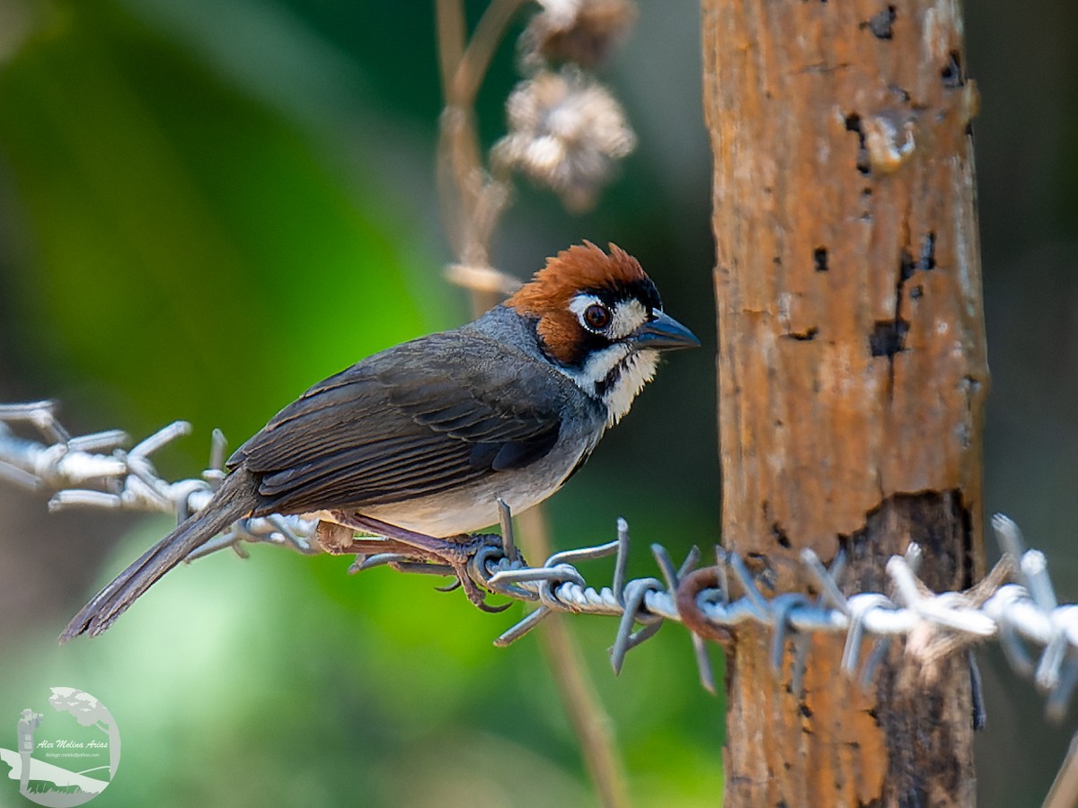 Cabanis's Ground-Sparrow - Alex Molina