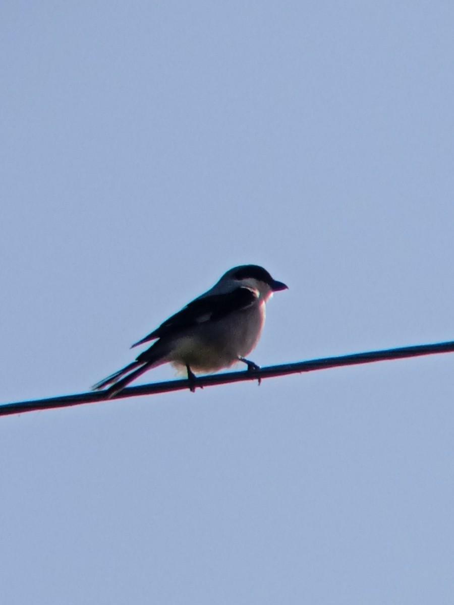 Lesser Gray Shrike - ML568948911