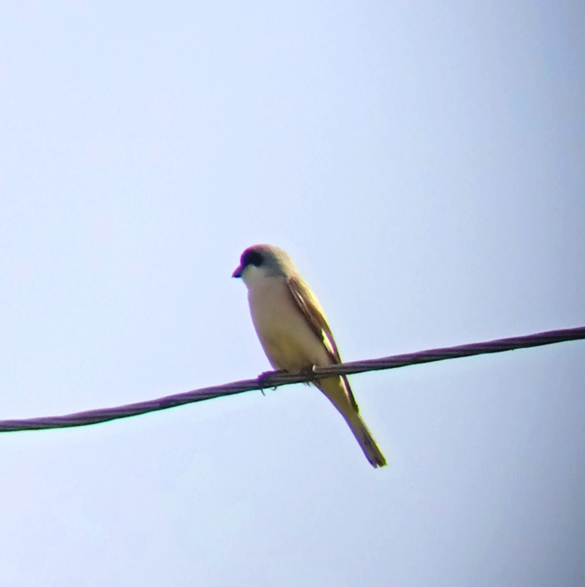 Lesser Gray Shrike - ML568949951